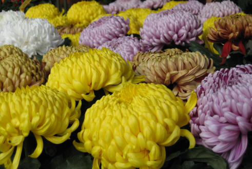 Chrysanthèmes multifleurs