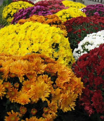 Chrysanthèmes multifleurs